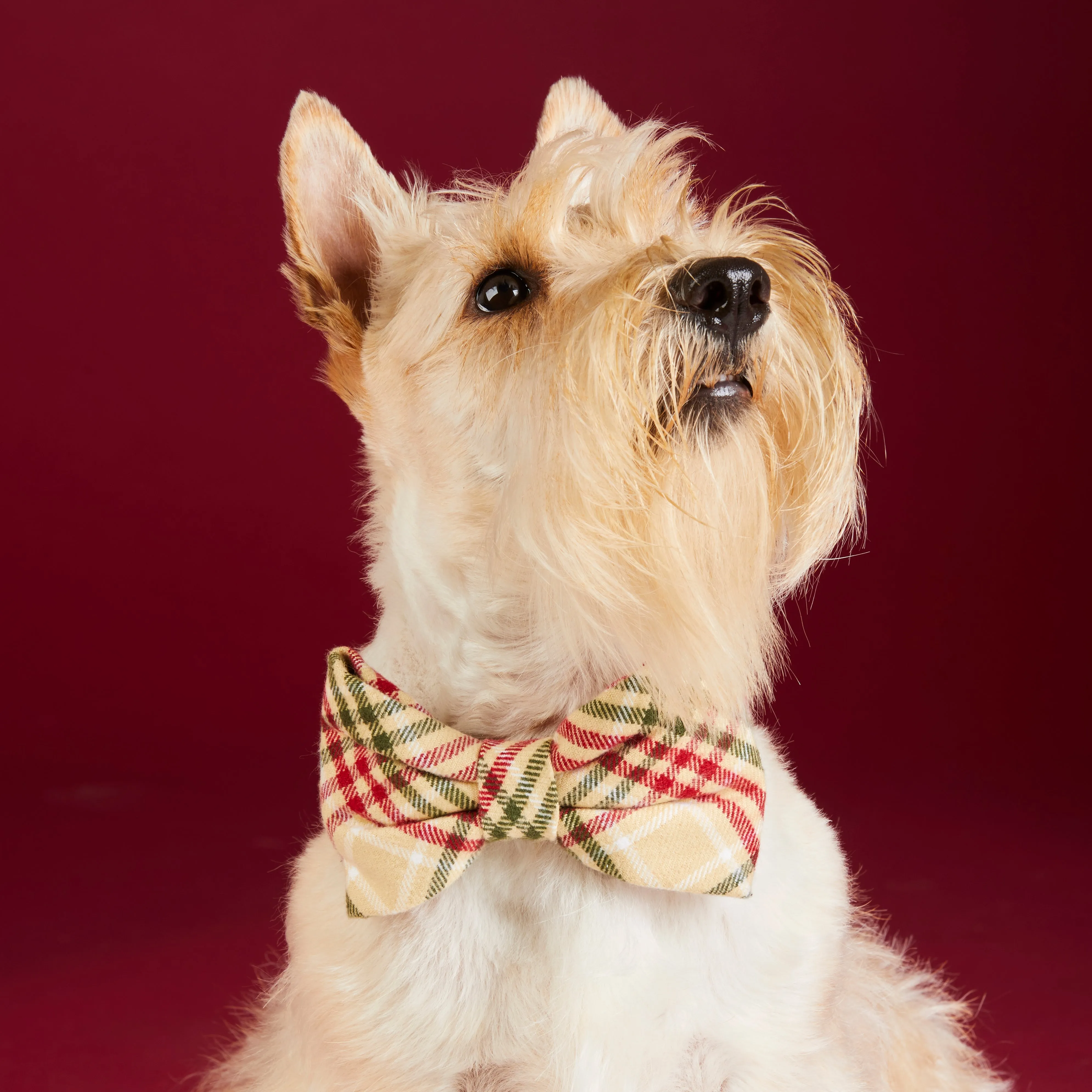 Eggnog Plaid Flannel Dog Bow Tie