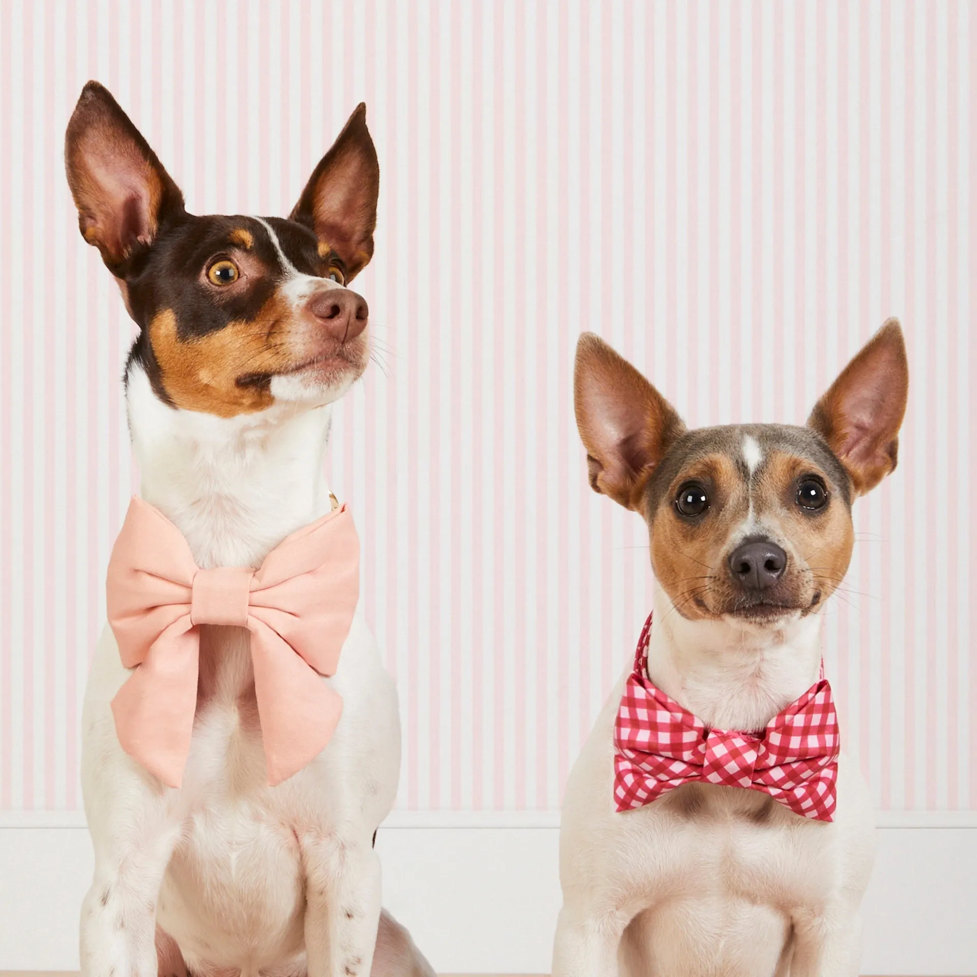 Raspberry Gingham Dog Bow Tie