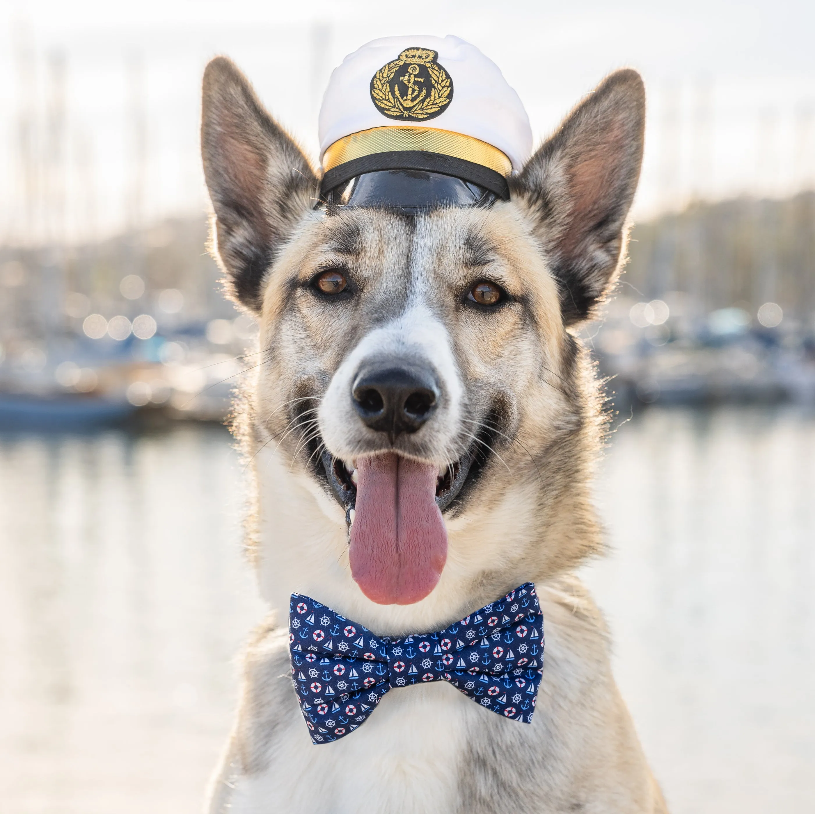 Sail Away Dog Bow Tie